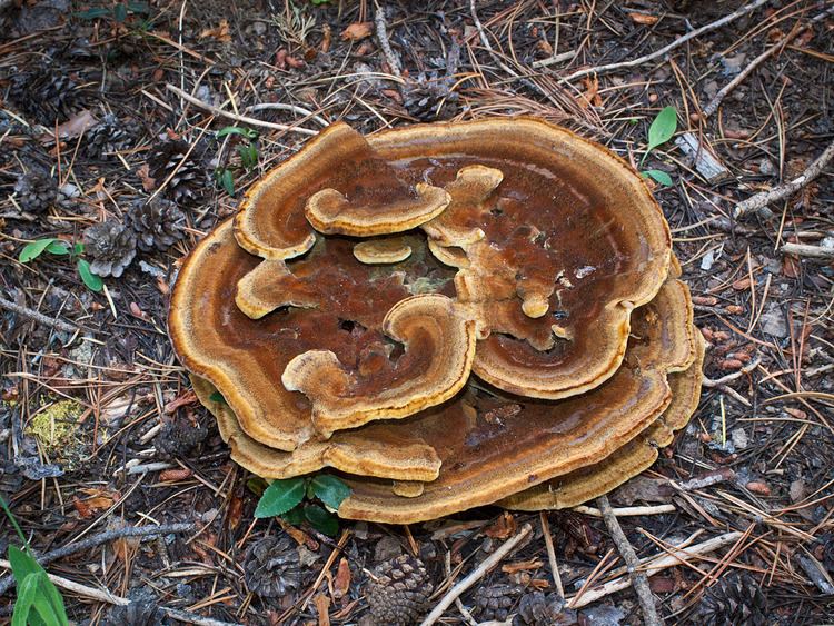 Phaeolus California Fungi Phaeolus schweinitzii