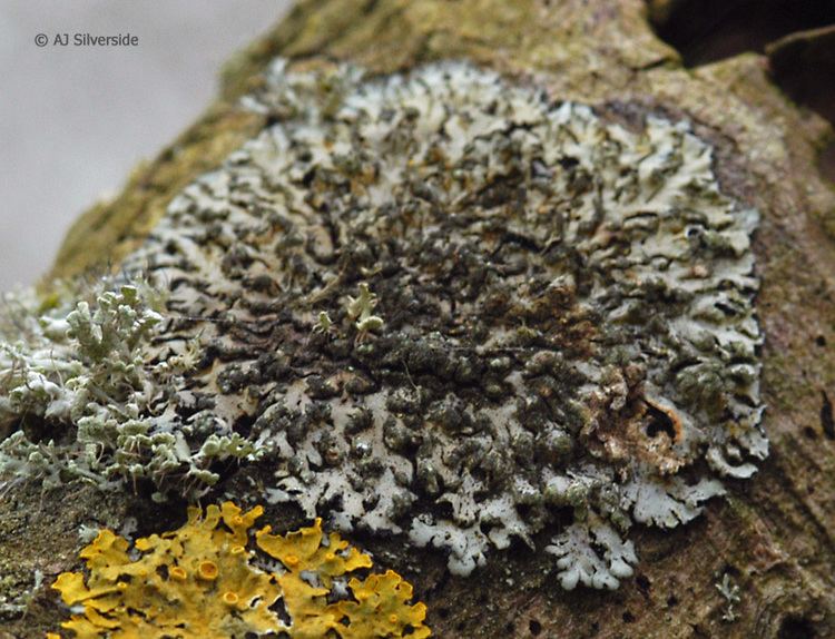 Phaeophyscia Phaeophyscia orbicularis images of British lichens