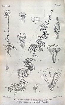 Phaeoptilum spinosum httpsuploadwikimediaorgwikipediacommonsthu
