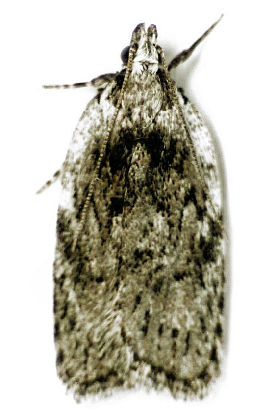 Phaeosaces compsotypa