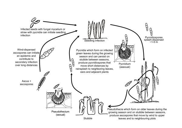 Phaeosphaeria nodorum Life cycle of Phaeosphaeria nodorum causing Stagonospora Figure