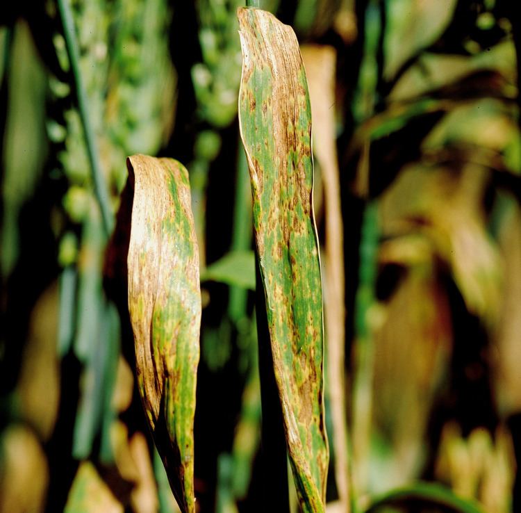 Phaeosphaeria nodorum Diagnosing septoria nodorum of wheat Department of Agriculture and