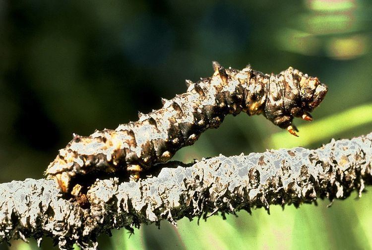 Phaeoura mexicanaria