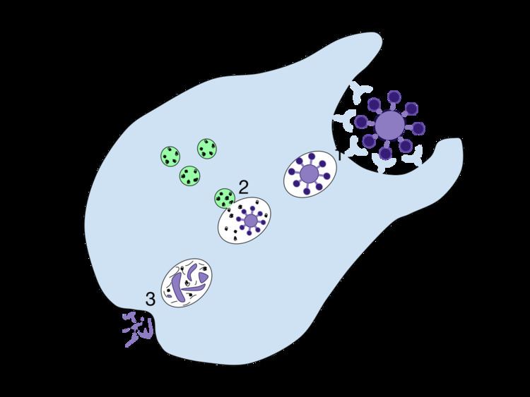 Phagolysosome