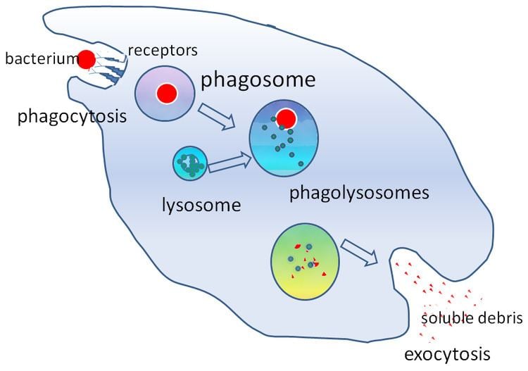 Phagosome