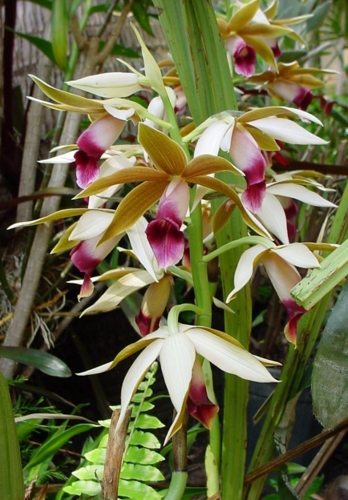 Phaius Phaius tankervilleae Orchids Pinterest