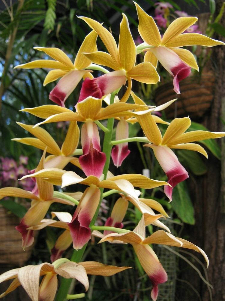 Phaius Phaius Orchids Species Care