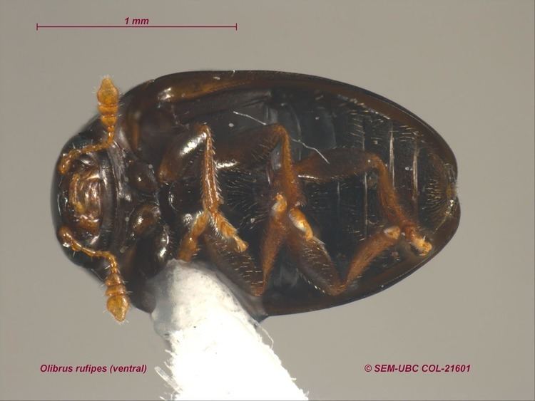 Phalacridae wwwbiodiversityubccaentomologyarchiveColeopt