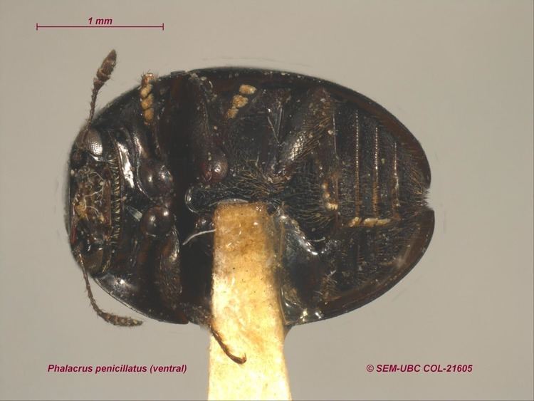 Phalacridae Phalacridae