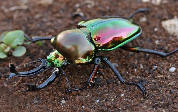 Phalacrognathus muelleri 1000 images about rainbow stag beetle on Pinterest Horns