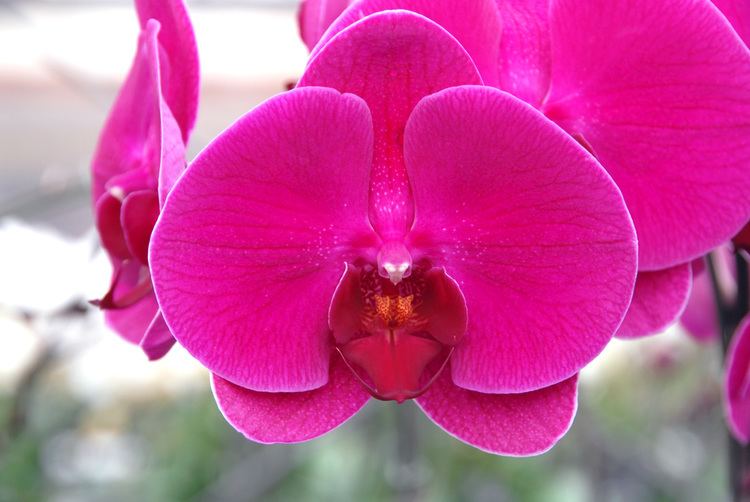 Phalaenopsis Phalaenopsis Matsui Nursery Celebrating 50 Years of Beautiful