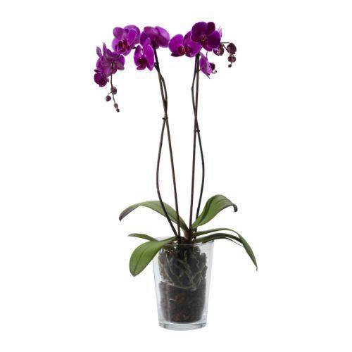 Phalaenopsis PHALAENOPSIS Potted plant IKEA
