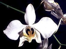 Phalaenopsis amabilis httpsuploadwikimediaorgwikipediacommonsthu