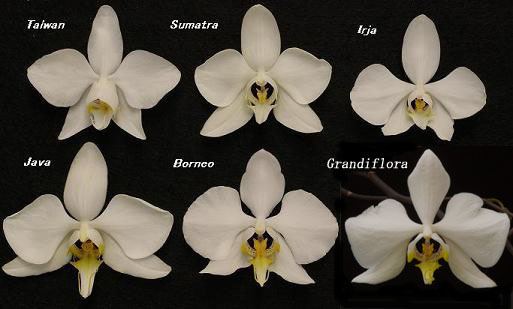 grandiflora Bare Root A264 TS1020.160 Phalaenopsis amabilis v 