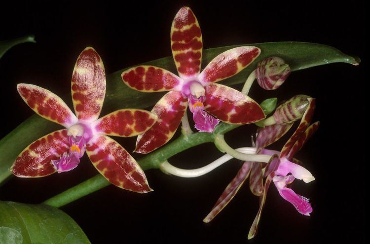 Phalaenopsis bastianii wwworchidspeciescomorphotdirphalabastianijpg