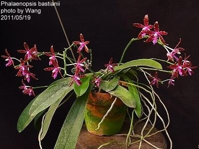 Phalaenopsis bastianii Phal bastianii