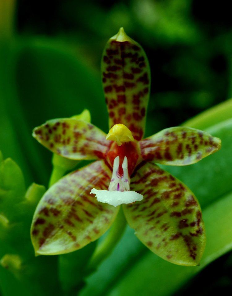 Phalaenopsis cornu-cervi wwworchidspeciescomorphotdirphalcoruucervijpg