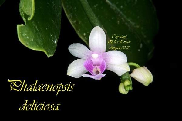 Phalaenopsis deliciosa wwwspeciesspecificcomimgsPhalaenopsis20delic