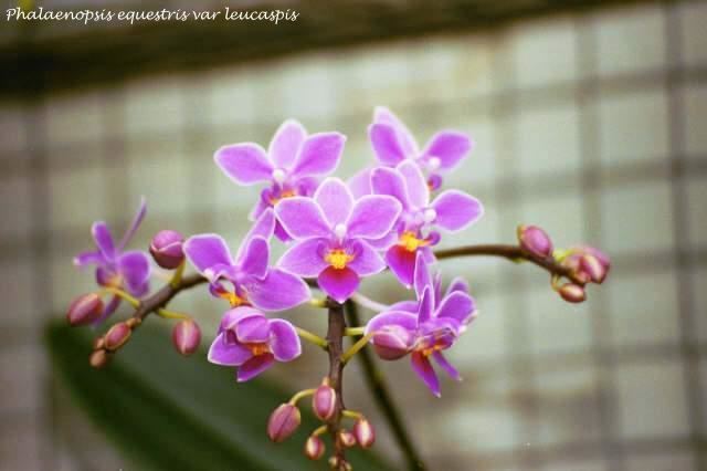 Phalaenopsis equestris IOSPE PHOTOS