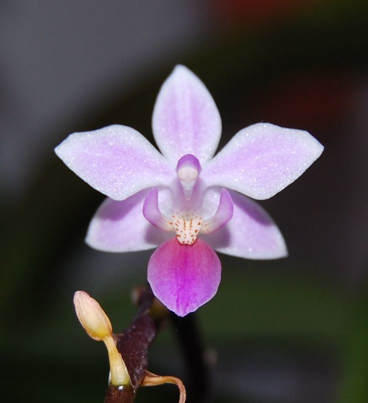 Phalaenopsis equestris Phalaenopsis equestris Wikiwand