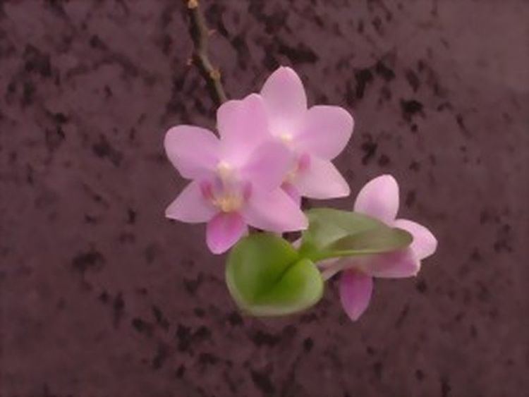 Phalaenopsis equestris IOSPE PHOTOS