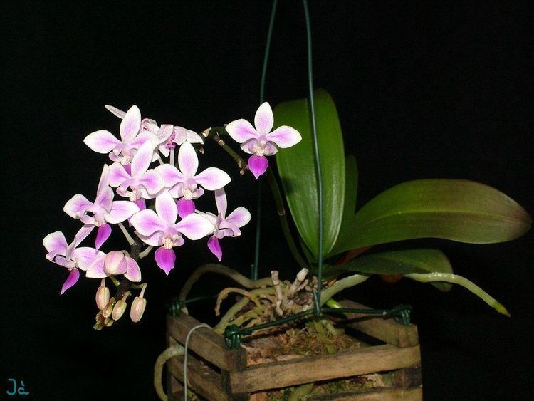 Phalaenopsis equestris IOSPE PHOTOS