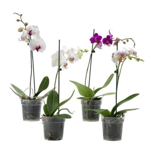 Phalaenopsis PHALAENOPSIS Potted plant IKEA