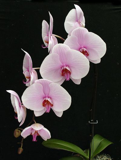 Phalaenopsis Phalaenopsis Orchid Care Information