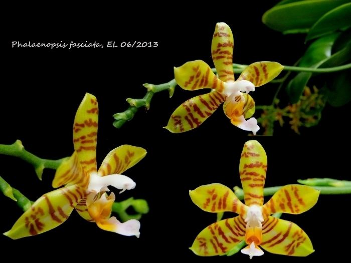 Phalaenopsis fasciata Phalaenopsis fasciata