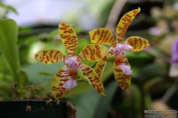 Phalaenopsis fasciata wwworchidspeciescomorphotdirphalafasciatajpg