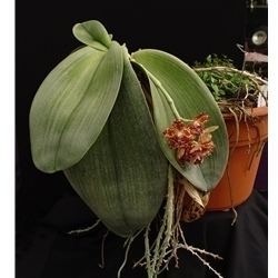 Phalaenopsis gigantea Phalaenopsis gigantea presented by Orchids Limited