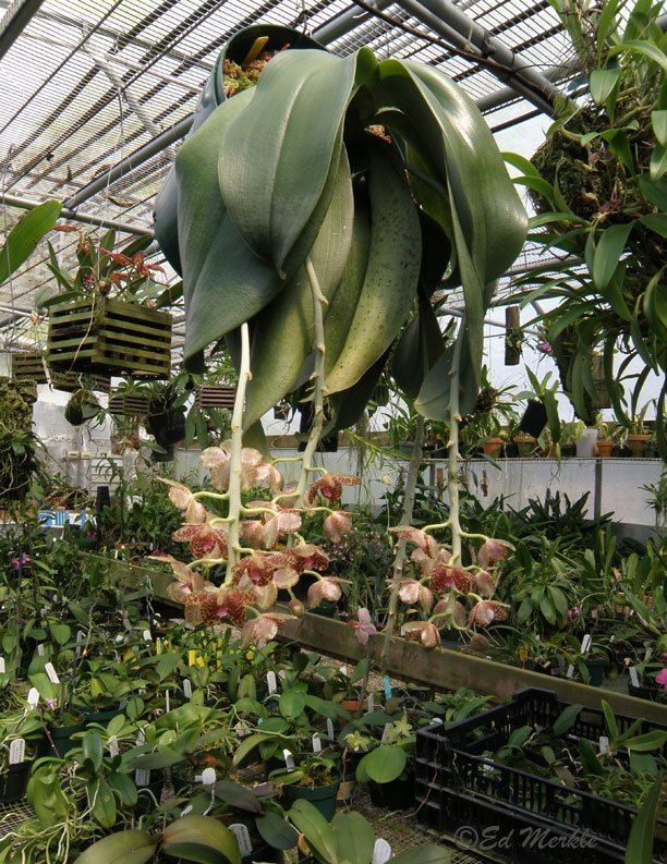 Phalaenopsis gigantea Phalaenopsis gigantea Orchids Forum