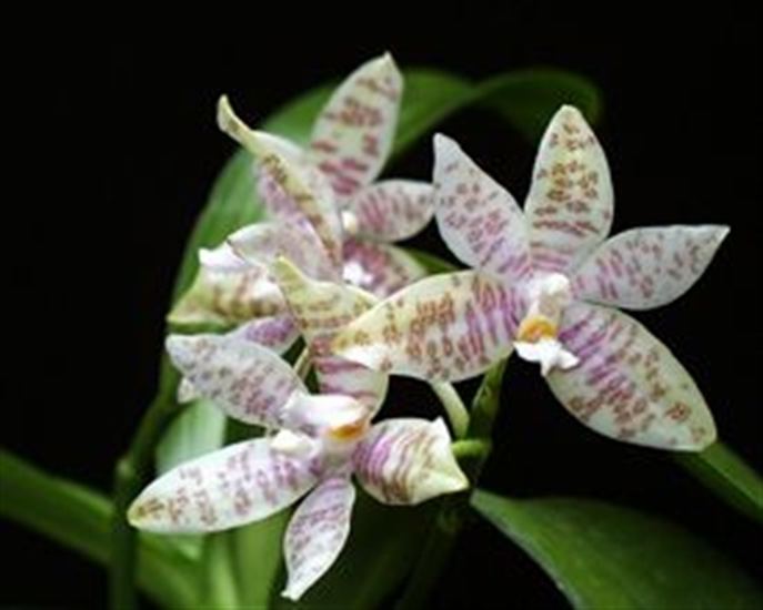 Phalaenopsis hieroglyphica Phalaenopsis hieroglyphica presented by Orchids Limited