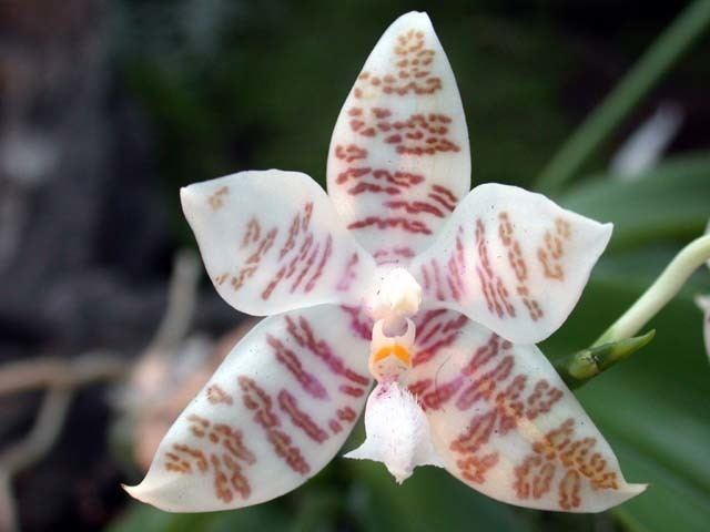 Phalaenopsis hieroglyphica httpsuploadwikimediaorgwikipediacommonsaa