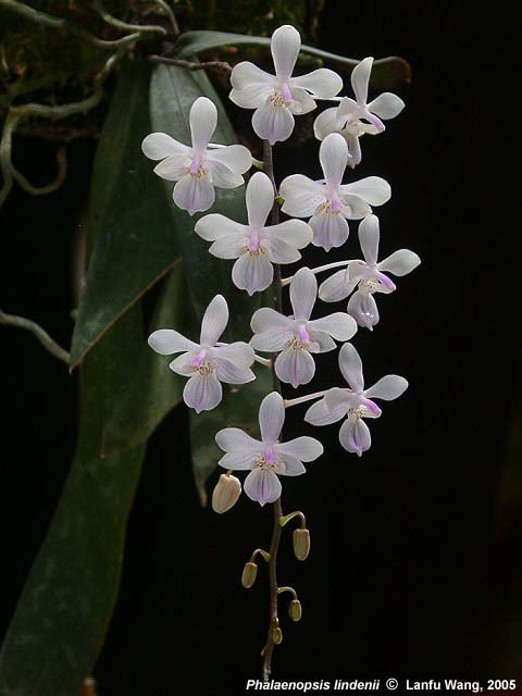 Phalaenopsis lindenii Phalaenopsis lindenii