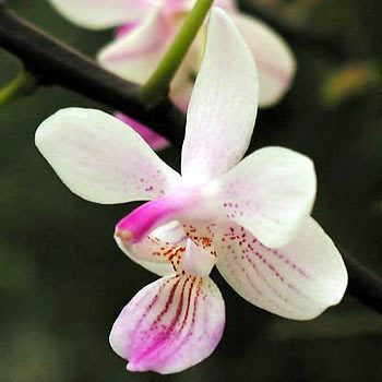 Phalaenopsis lindenii Phalaenopsis lindenii anglais