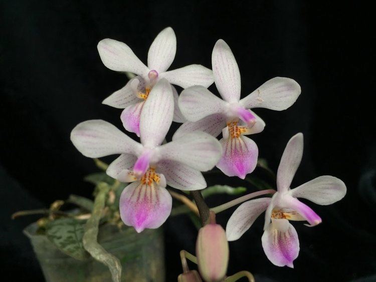 Phalaenopsis lindenii Orchid videos photos and facts Phalaenopsis lindenii YouTube