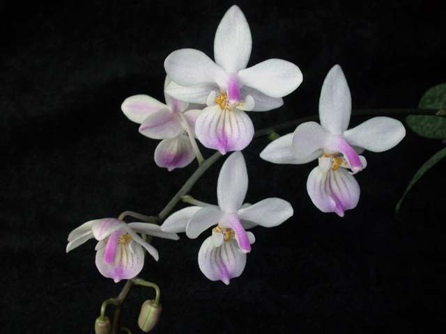 Phalaenopsis lindenii httpsuploadwikimediaorgwikipediacommons22