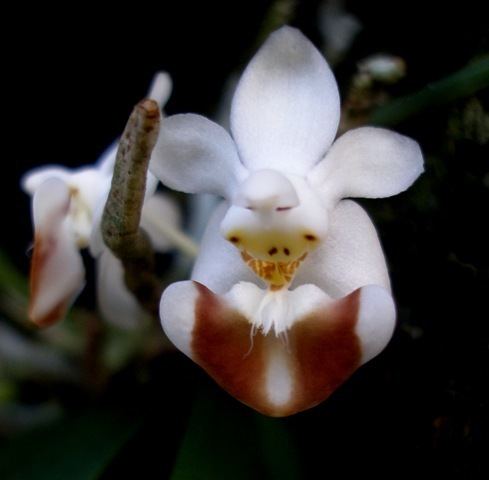Phalaenopsis lobbii Phalaenopsis lobbii