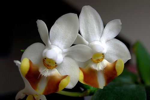 Phalaenopsis lobbii Phalaenopsis lobbii Flickr