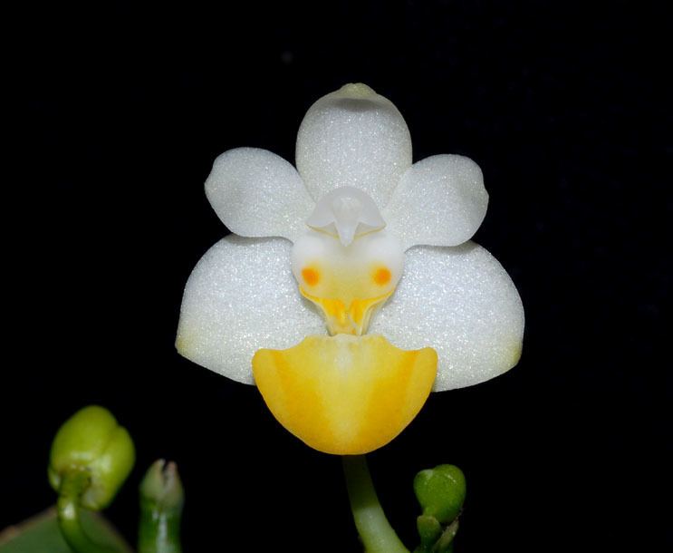 Phalaenopsis lobbii wwworchidspeciescomorphotdirphallobiifflavilab