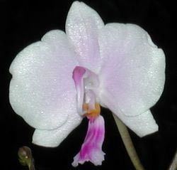 Phalaenopsis lowii bernardlagrellepagespersoorangefrLowiiPhalae