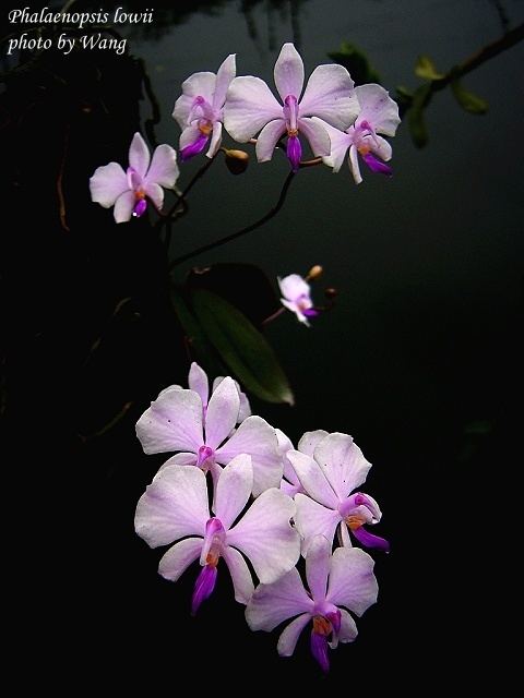 Phalaenopsis lowii Rare orchid species Bloom Size Phalaenopsis Lowii eBay