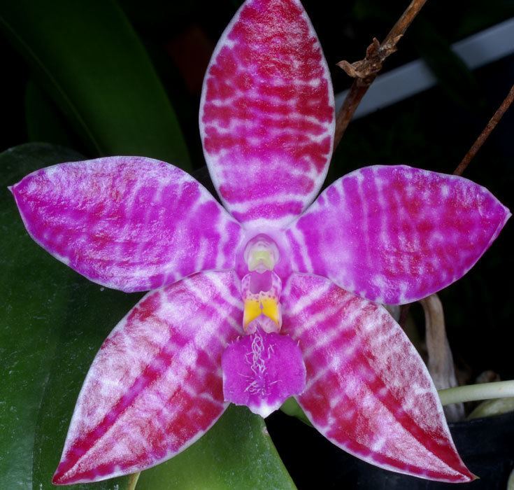 Phalaenopsis lueddemanniana wwworchidspeciescomorphotdirphalaenoplueddiman