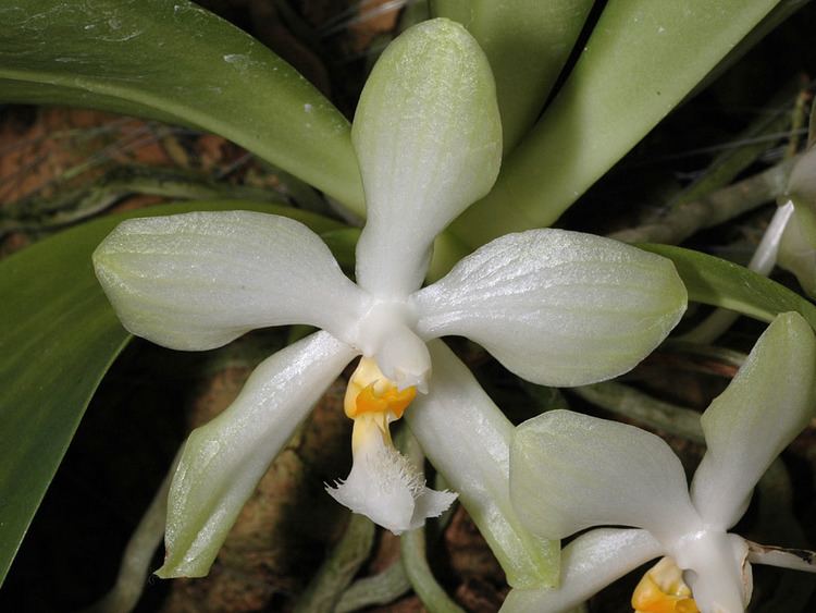 Phalaenopsis micholitzii IOSPE PHOTOS