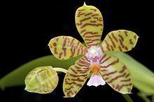 Phalaenopsis reichenbachiana httpsuploadwikimediaorgwikipediacommonsthu