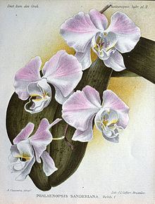 Phalaenopsis sanderiana httpsuploadwikimediaorgwikipediacommonsthu