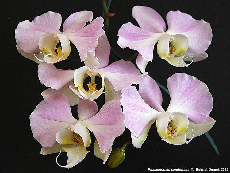 Phalaenopsis sanderiana 12ph0696jpg