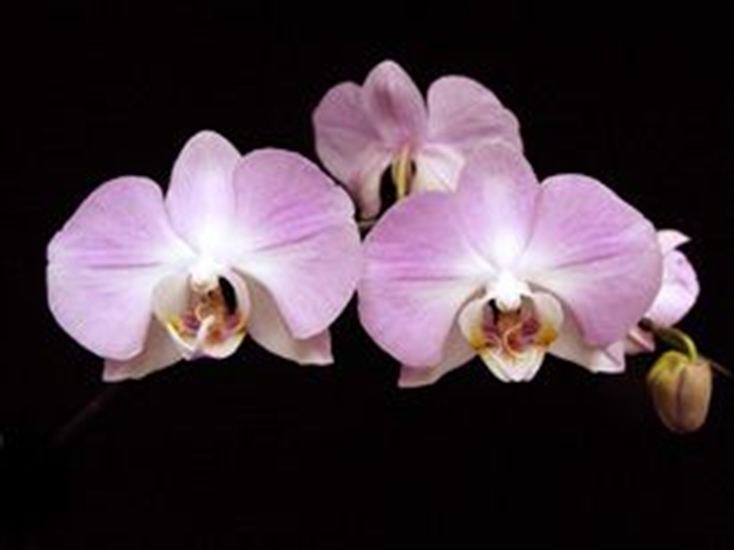 Phalaenopsis sanderiana Phalaenopsis sanderiana presented by Orchids Limited