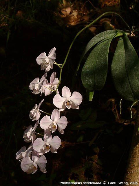 Phalaenopsis sanderiana Phalaenopsis sanderiana